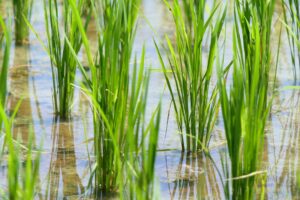 WaterXM Smart Rice Paddy